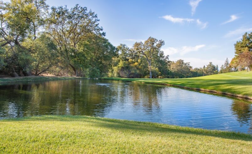 Exploring Effective Creatine Substitutes